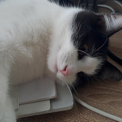 Kotě na notebooku.mp4