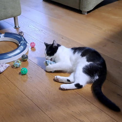 Kote uz vyrostlo.mp4